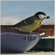 Mésange charbonnière